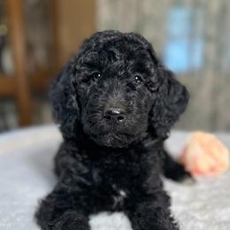 Fern - Black female Goldendoodle puppy in Osage City, Kansas from Golden Ridge Goldens