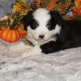 Miniature American Shepherd, Miniature Australian Shepherd, and Toy Australian Shepherd Puppies from MercyMe Miniature American Shepherds
