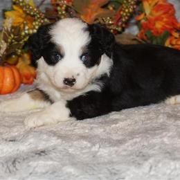 Miniature American Shepherd, Miniature Australian Shepherd, and Toy Australian Shepherd Puppies from MercyMe Miniature American Shepherds