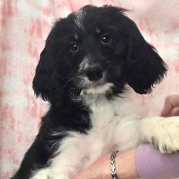 Cookie - Black and white female Bernedoodle puppy in Brigham City, Utah from Prairie Rose Doodles