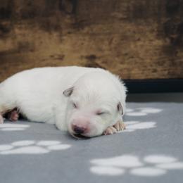Berger Blanc Suisse Puppies from Moonlight Berger Blanc Suisses