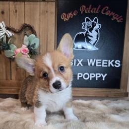 Poppy - Red female Pembroke Welsh Corgi puppy in Lake Elsinore, California from Rose Petal Corgis
