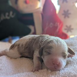 Cosette - Blenheim female Cavapoo puppy in Newport, North Carolina from Crystal Coast Cavapoodles