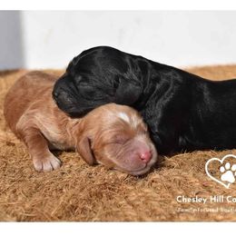 Cockapoo Puppies from Chesley Hill Cockapoos