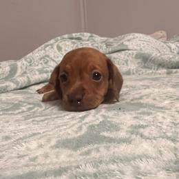 Black collar boy - Red male Dachshund puppy in Campbell, Texas from Blooming Grace Homestead