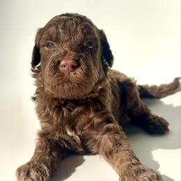 Pancake - Chocolate male Goldendoodle puppy in Pulaski, Tennessee from Doodle My Heart
