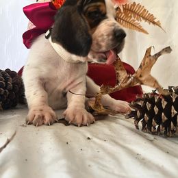 Minnie Mouse - Black brown and white female Basset Hound puppy in Willow Spring, North Carolina from Blackberry Creek Basset Hounds