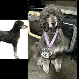 Poodles from Adventure Abounds Standards