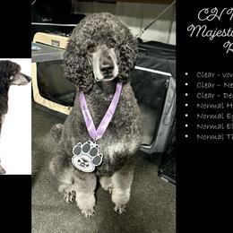 Poodles from Adventure Abounds Standards