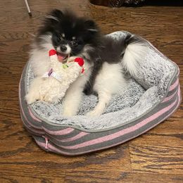 Pomeranian All Grown Up from Kay's Pomeranians