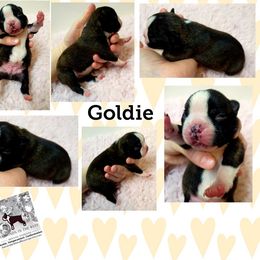 Boston Terrier Puppies from Diamonds In The Ruff Boston Terriers