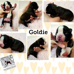 Boston Terrier Puppies from Diamonds In The Ruff Boston Terriers