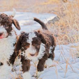 Aussiedoodle Puppies from Colorful Colorado Aussiedoodles