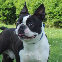 William - Boston Terrier