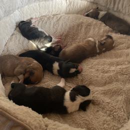 Pembroke Welsh Corgi puppies from McMillin Stony Point Corgis