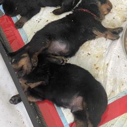 Rottweiler Puppies from GrowlHausRotts