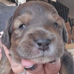Bolt - Brown merle male Aussiedoodle puppy in Redding, California from House Merrills Minis and Doodles