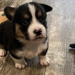 American Corgi and Pembroke Welsh Corgi Puppies from Wild West Corgis