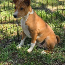 P boy 3 - Red and white male Basenji puppy in Caldwell, Texas from Candyce Witte