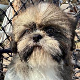 Boy 2(Dasher) - Blue and white male Shih Tzu puppy in North Carolina from WillowCreek Mountain View Shih Tzu