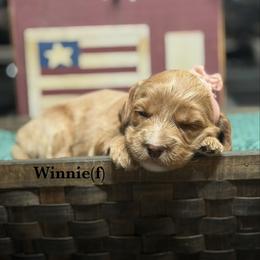 Winnie - Apricot female Australian Labradoodle puppy in Citrus Heights, California from Elite Blend Labradoodles