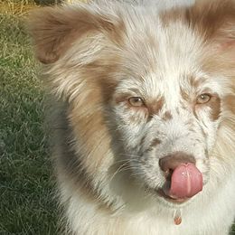 Australian Shepherds from Rocky Blue Australia shepherds