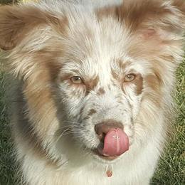 Australian Shepherds from Rocky Blue Australia shepherds