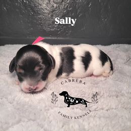 Sally - Piebald female Dachshund puppy in Modesto, California from Cabrera Family Kennels