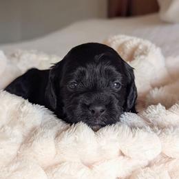 Third Pick female - Black female Cockapoo puppy in Newmanstown, Pennsylvania from Greta's Cockapoos