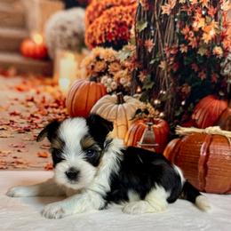 Lily. 5200 - Black tan and white female Biewer Terrier puppy in Nicholls, Georgia from Southeast Biewers