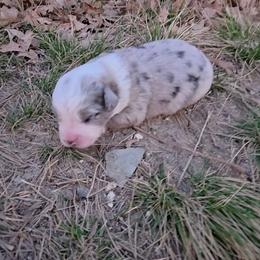 Destiny - Blue merle female Miniature Australian Shepherd puppy in Leonard, Texas from Tin Roof Aussies