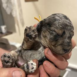 Nova 2 week old - Merle female Cockapoo puppy in Crawford, Colorado from Saddle Mountain Doodles