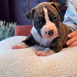 Walter Payton - Black brindle male American Staffordshire Terrier puppy in Cloverdale, Indiana from Woodshire American Staffordshire Terrier’s