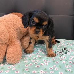 Huey - Tri-color male Cavalier King Charles Spaniel puppy in Cerro Gordo, North Carolina from Cloverleaf K9 Connections