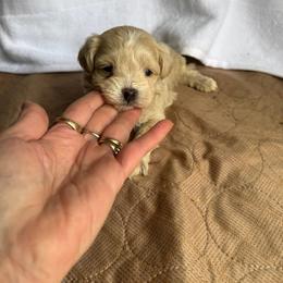 Cappuccino - Apricot male Maltipoo puppy in Bowling Green, Kentucky from Denise Clark