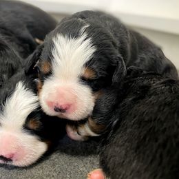 Bernedoodle and Bernese Mountain Dog Puppies from MI Doodles