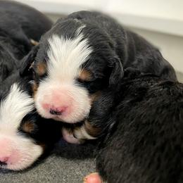 Bernedoodle and Bernese Mountain Dog Puppies from MI Doodles