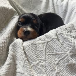 Gumbo - Tri-color male Cavapoo puppy in Picayune, Mississippi from JEN's Poodles