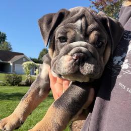 Kuma - Blue tri-color female Bulldog puppy in Hemlock, Michigan from Brady English Bulldogs