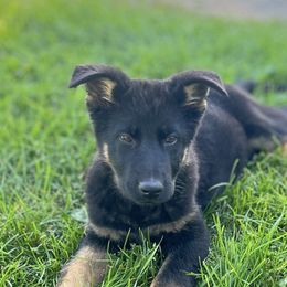 Bicolor female - Bi-color female German Shepherd puppy in Dresser, Wisconsin from Kleiner Bach German Shepherds