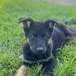 Bicolor female - Bi-color female German Shepherd puppy in Dresser, Wisconsin from Kleiner Bach German Shepherds