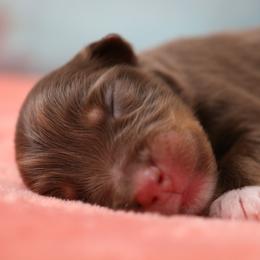 Miniature Australian Shepherd Puppies from True Spirited Aussies