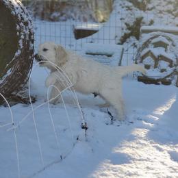 Golden Retriever Puppies from Hoekema Homestead Goldens