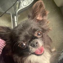 Rosa - Chihuahua