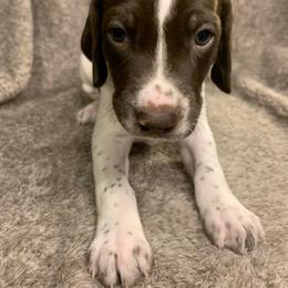 German Shorthaired Pointer Puppies from Spotted Dog Lodge