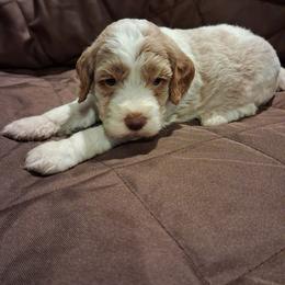 Ben - Brown and white male Aussiedoodle puppy in Mena, Arkansas from Ouachita River Cockapoos