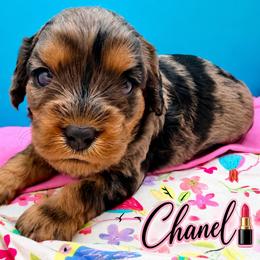 Chanel - Merle female Cavapoo puppy in Cameron, South Carolina from Sassy Sailor & Company