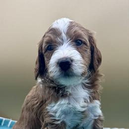 Martini - Red  female Goldendoodle puppy in Hendersonville, North Carolina from Kim's Cove