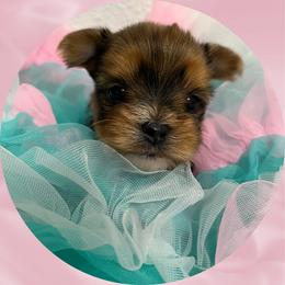Sable Female - Chocolate and tan female Yorkshire Terrier puppy in Bonney Lake, Washington from Enchanted Yorkies