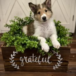 Will - Sable and white male Collie puppy in Chilhowie, Virginia from Jolly Collies